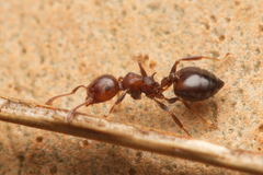 Crematogaster cornigera