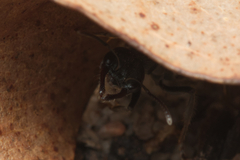 Myrmecia gilberti