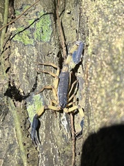 Centruroides bicolor