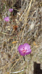 Clarkia