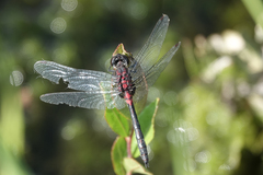 Leucorrhinia proxima