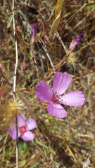 Clarkia