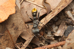Myrmecia gilberti
