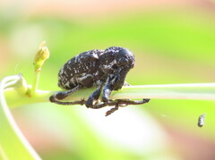 Chrysolopus spectabilis