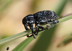 Chrysolopus spectabilis
