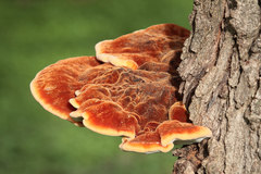 Inonotus quercustris