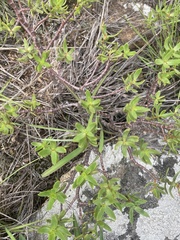 Crassula sarcocaulis