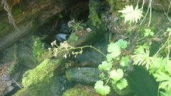 Micranthes nelsoniana aestivalis
