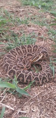 Bothrops alternatus