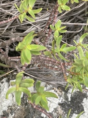 Crassula sarcocaulis