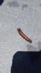 Battus philenor hirsuta