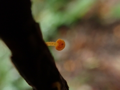 Favolaschia calocera