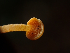 Favolaschia calocera