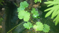Micranthes nelsoniana aestivalis