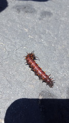 Battus philenor hirsuta
