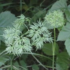 Cenolophium denudatum