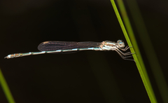 Austrolestes leda