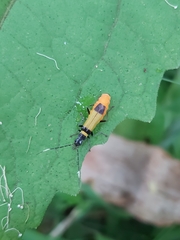 Chauliognathus imperialis