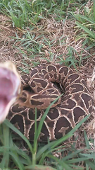 Bothrops alternatus