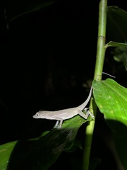 Anolis osa