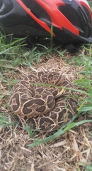 Bothrops alternatus