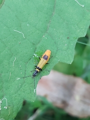 Chauliognathus imperialis