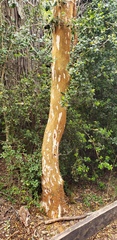 Luma apiculata