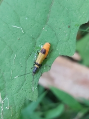 Chauliognathus imperialis