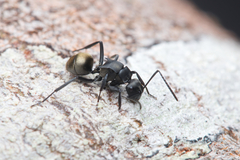 Polyrhachis tubifera