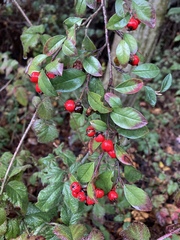 Cotoneaster pannosus