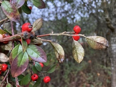Cotoneaster pannosus