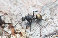 Polyrhachis tubifera