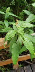 Buddleja globosa