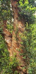 Luma apiculata