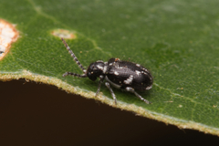 Ptininae