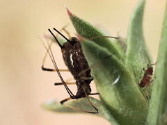 Macrosiphum