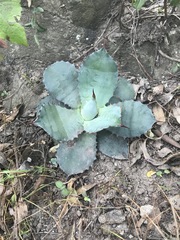 Agave inaequidens