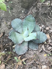 Agave inaequidens