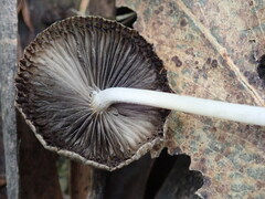 Coprinellus impatiens