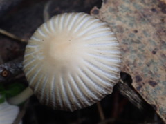 Coprinellus impatiens
