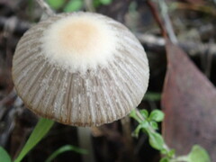 Coprinellus impatiens