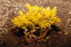 Sedum lanceolatum lanceolatum