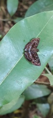 Quadrus cerialis