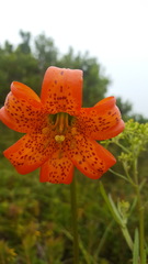 Lilium maritimum