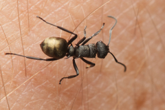 Polyrhachis mjobergi