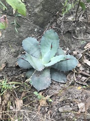 Agave inaequidens