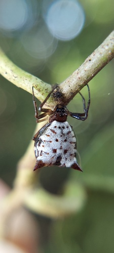 Micrathena saccata