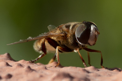 Syrphidae