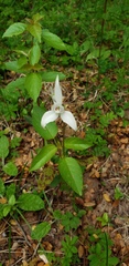 Codonorchis lessonii