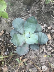 Agave inaequidens